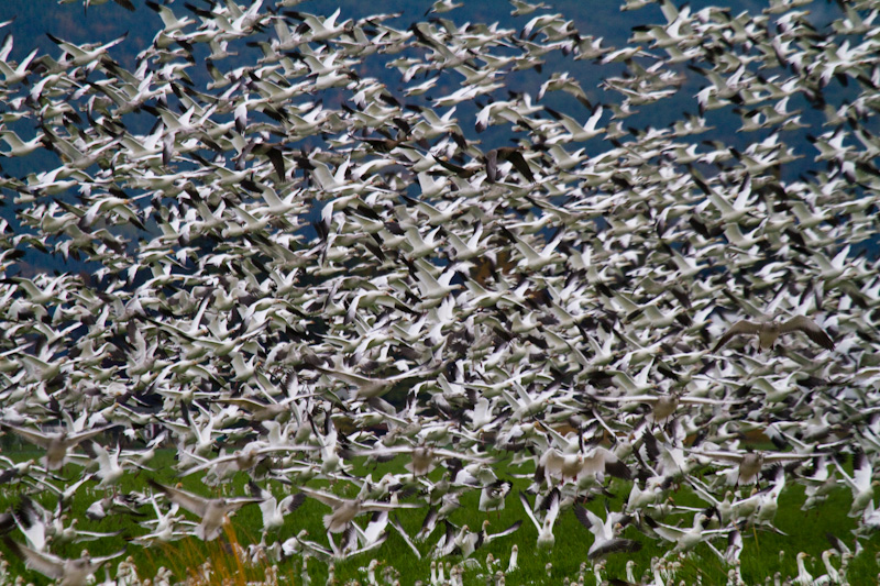 Snow Geese Flock Taking Off